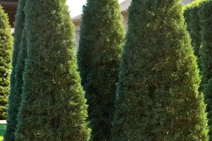 Smaragd arborvitae (thuja occidentalis ‘emerald green’) — photo 3