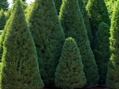 Smaragd Arborvitae (Thuja Occidentalis ‘Emerald Green’)