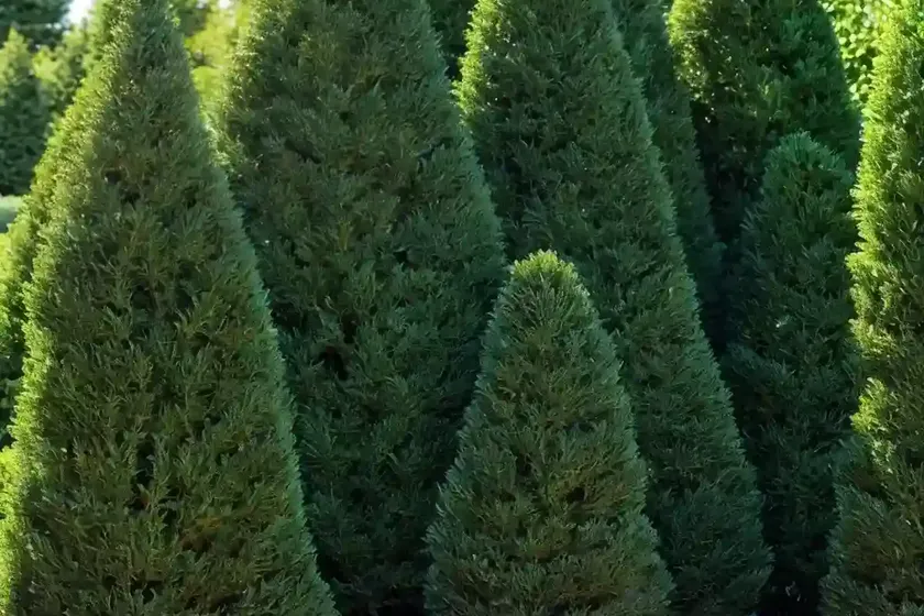 Smaragd arborvitae (thuja occidentalis ‘emerald green’)