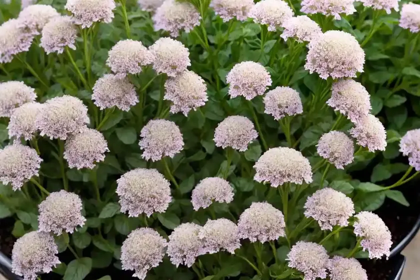 Smith’s cress (lepidium hirtum) — photo 2