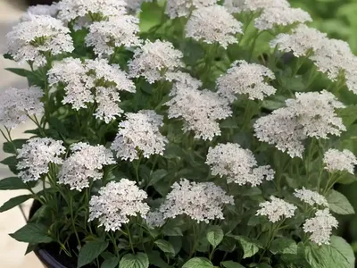 Smith’S Cress (Lepidium Hirtum)