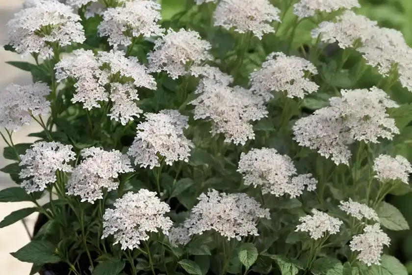 Smith’s cress (lepidium hirtum)
