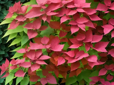 Smoke Bush (Cotinus Coggygria)