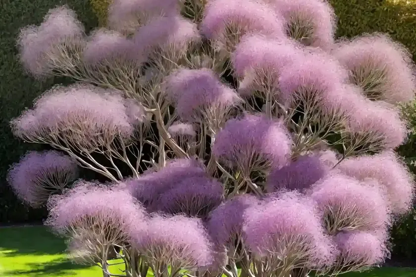 Smoketree (cotinus coggygria ‘ancot’ golden spirit) — photo 2