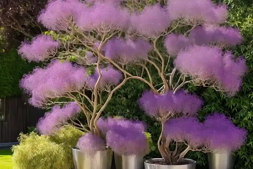 Smoketree (cotinus coggygria ‘ancot’ golden spirit) — photo 3