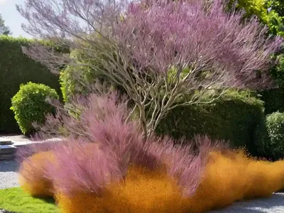 Smoketree (Cotinus Coggygria ‘Ancot’ GOLDEN SPIRIT)