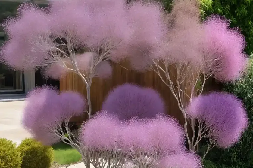 Smoketree (cotinus coggygria ‘daydream’) — photo 3
