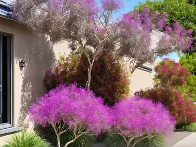 Smoketree (Cotinus Coggygria ‘Daydream’)