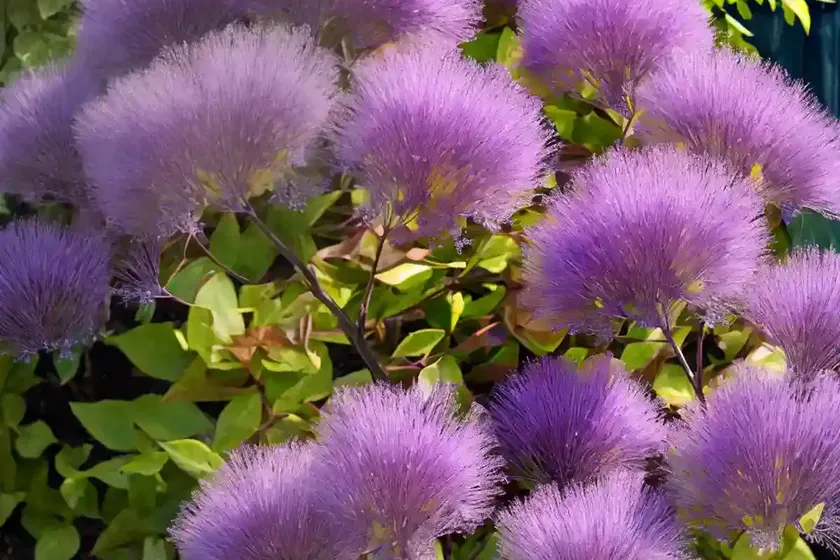 Smoketree (cotinus coggygria ‘royal purple’) — photo 2