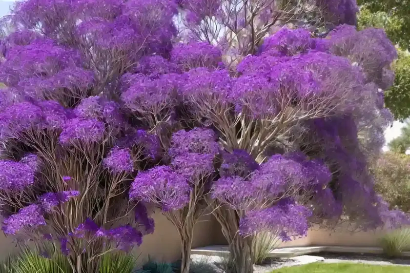 Smoketree (cotinus coggygria ‘royal purple’) — photo 3