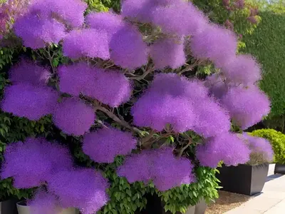 Smoketree (Cotinus Coggygria ‘Royal Purple’)