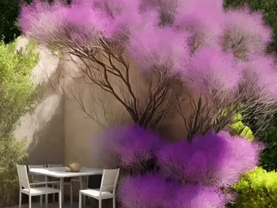 Smoketree (Cotinus Coggygria ‘Velvet Cloak’)