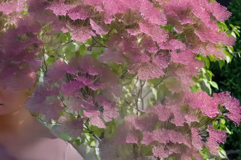 Smoketree (cotinus coggygria ‘young lady’) — photo 3