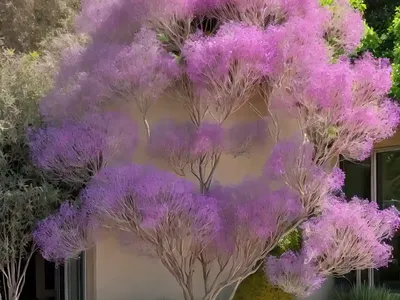 Smoketree (Cotinus Coggygria ‘Young Lady’)
