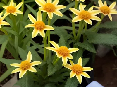 Smooth Cat’S Ear (Hypochaeris Glabra)
