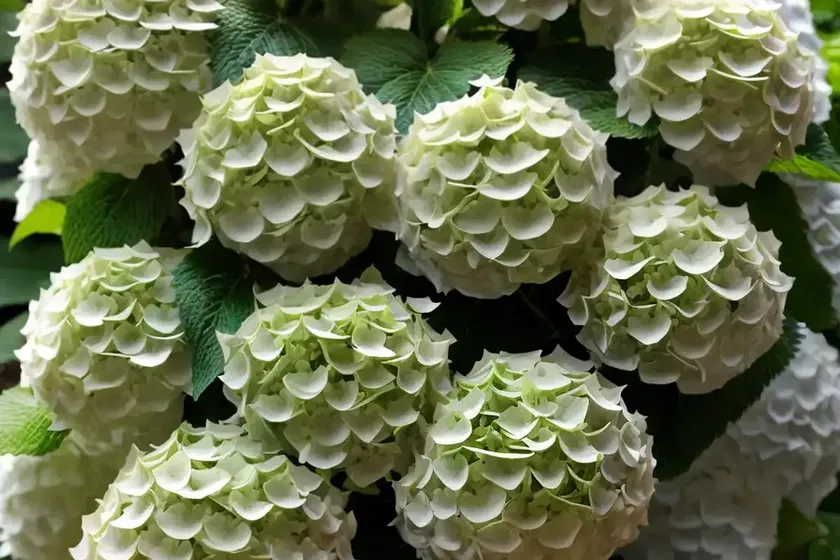 Smooth hydrangea (hydrangea arborescens ‘abetwo’ incrediball)