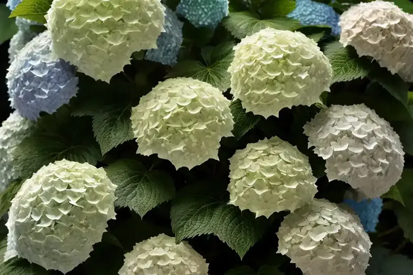Smooth hydrangea (hydrangea arborescens ‘green dragon’) — photo 2