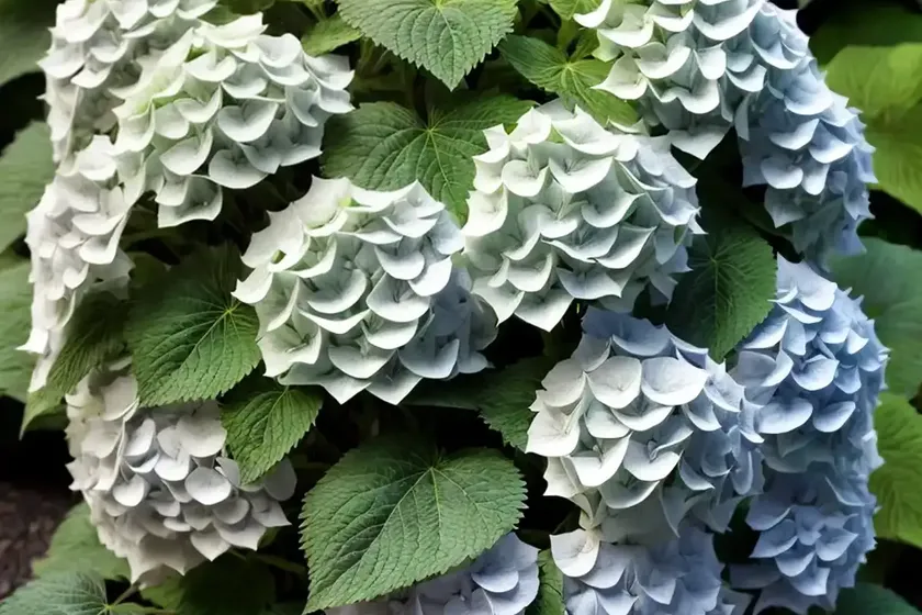 Smooth hydrangea (hydrangea arborescens ‘green dragon’) — photo 3