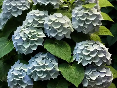 Smooth Hydrangea (Hydrangea Arborescens ‘Green Dragon’)
