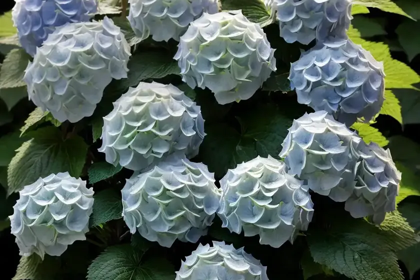 Smooth hydrangea (hydrangea arborescens ‘ncha1’ invincibelle spirit) — photo 2