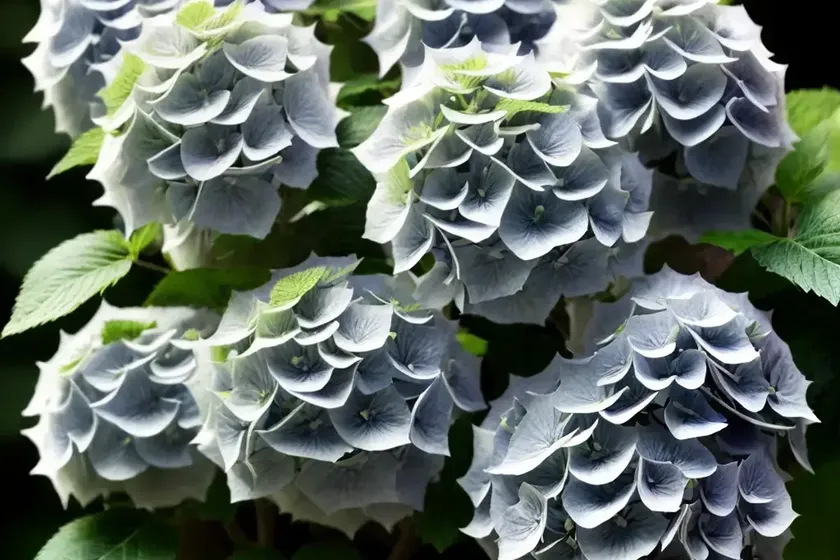 Smooth hydrangea (hydrangea arborescens ‘ncha1’ invincibelle spirit) — photo 3