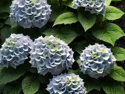 Smooth Hydrangea (Hydrangea Arborescens ‘NCHA1’ INVINCIBELLE SPIRIT)