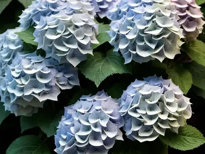 Smooth Hydrangea (Hydrangea Arborescens ‘NCHA2’ INVINCIBELLE SPIRIT II)