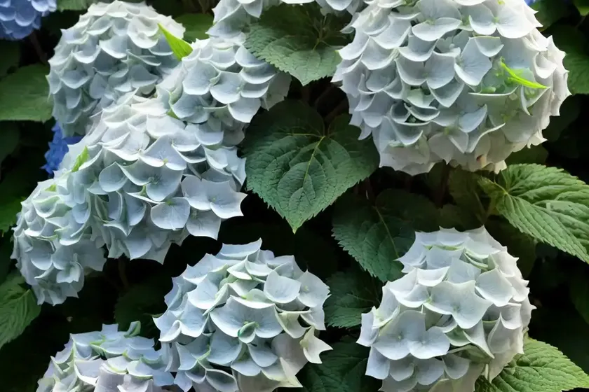 Smooth hydrangea (hydrangea arborescens ‘ncha7’ invincibelle mini mauvette) — photo 2