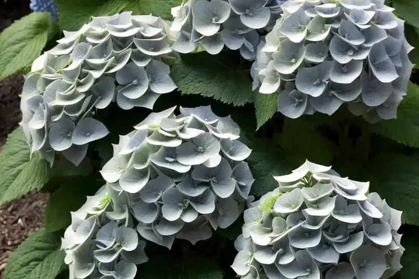 Smooth hydrangea (hydrangea arborescens ‘ncha7’ invincibelle mini mauvette) — photo 3