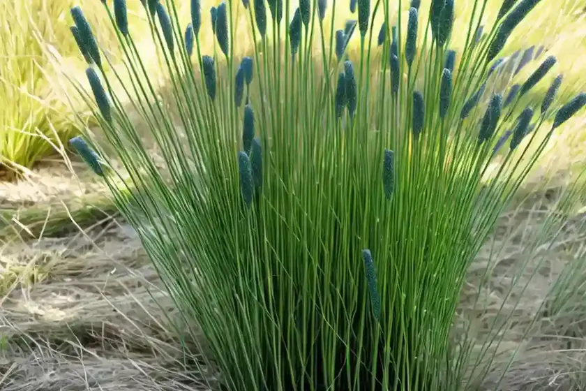 Smooth scouring-rush (equisetum laevigatum) — photo 3