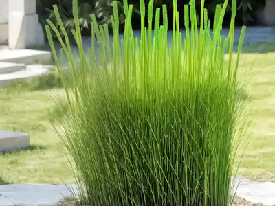 Smooth Scouring-rush (Equisetum Laevigatum)