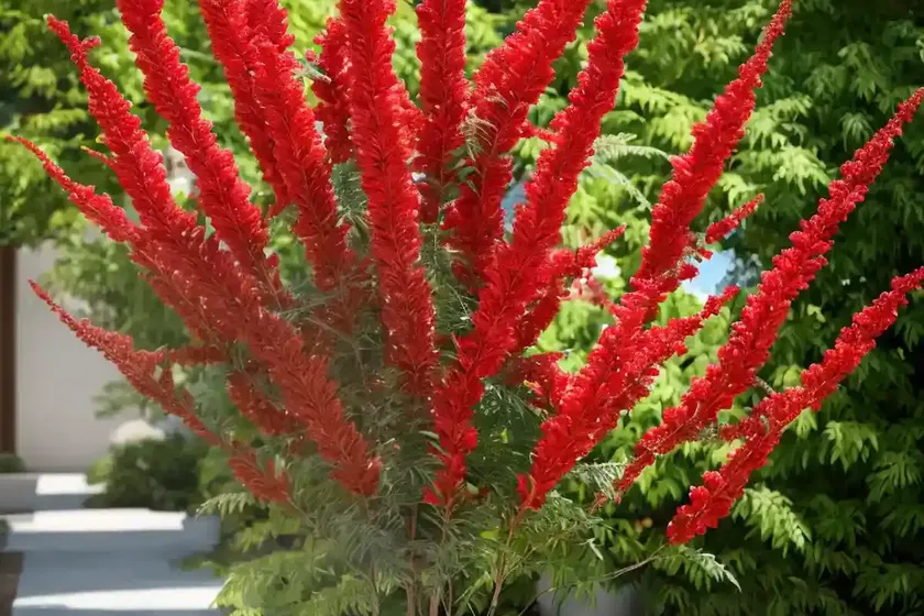Smooth sumac (rhus glabra) — photo 2