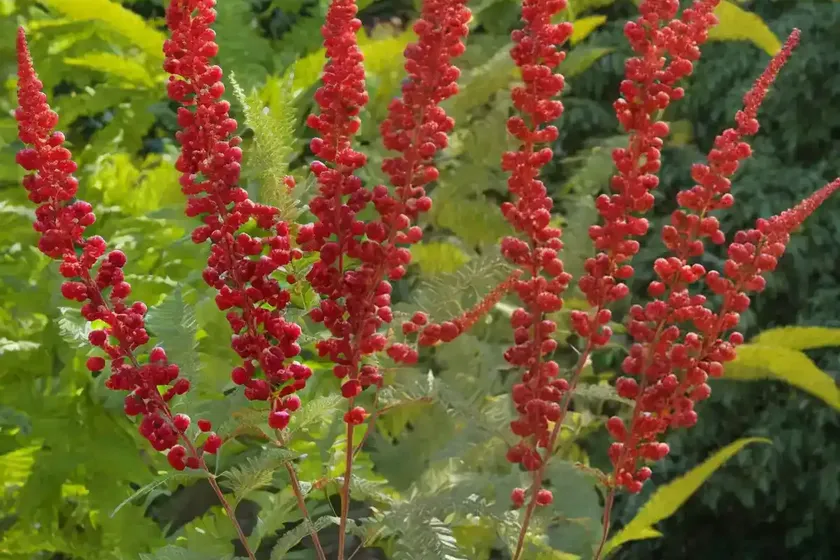 Smooth sumac (rhus glabra) — photo 3