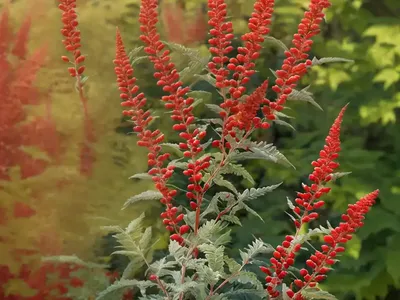 Smooth Sumac (Rhus Glabra)
