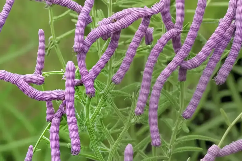 Smooth vetch (vicia dasycarpa) — photo 3