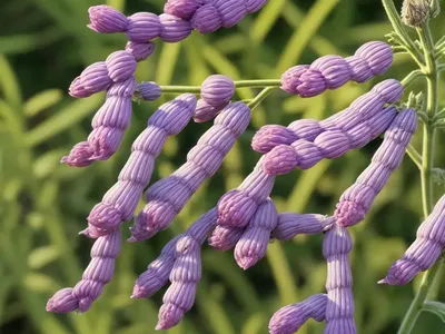 Smooth Vetch (Vicia Dasycarpa)