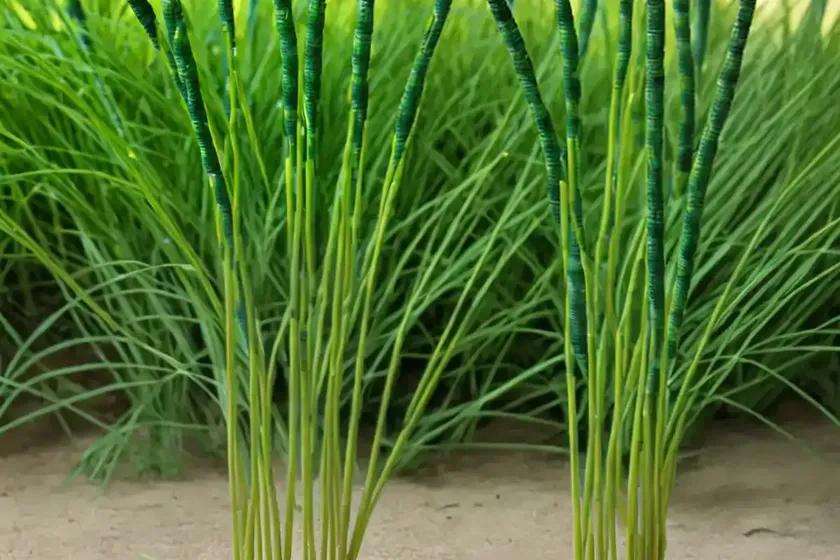 Snake grass (equisetum) — photo 3