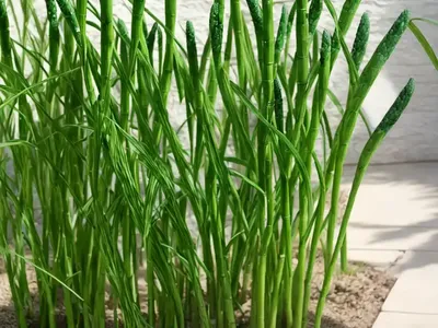 Snake Grass (Equisetum)