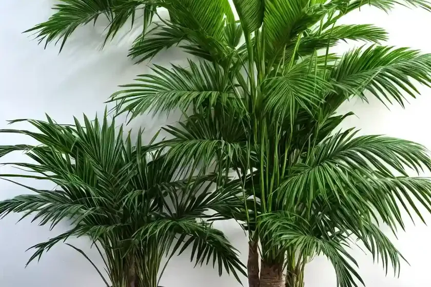 Snake palm (salacca zalacca) — photo 2