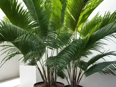 Snake Palm (Salacca Zalacca)