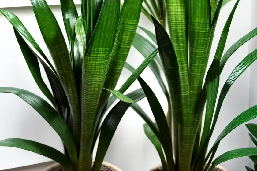 Snake plant ‘samurai dwarf’ (sansevieria ehrenbergii ‘samurai’) — photo 2