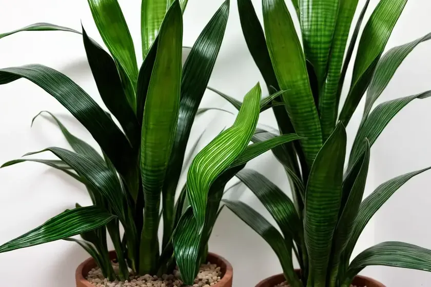 Snake plant ‘samurai dwarf’ (sansevieria ehrenbergii ‘samurai’) — photo 3