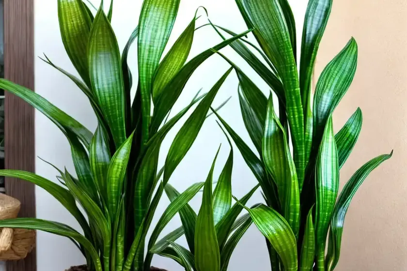 Snake plant (sansevieria patens) — photo 3