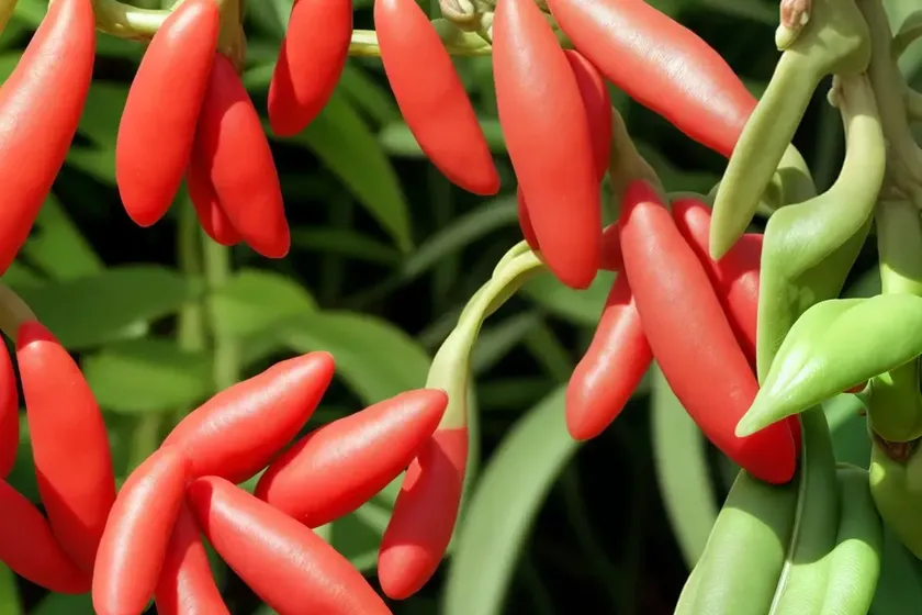 Snap bean (phaseolus coccineus) — photo 2