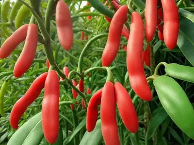 Snap Bean (Phaseolus Coccineus)