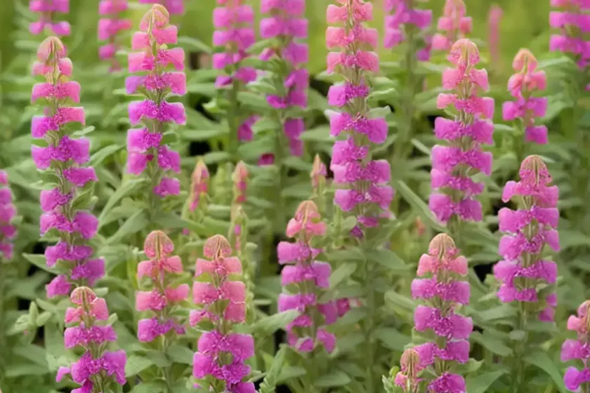 Snapdragon (antirrhinum majus) — photo 3