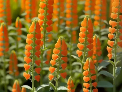 Snapdragon (Antirrhinum Majus SNAPTASTIC ORANGE FLAME)