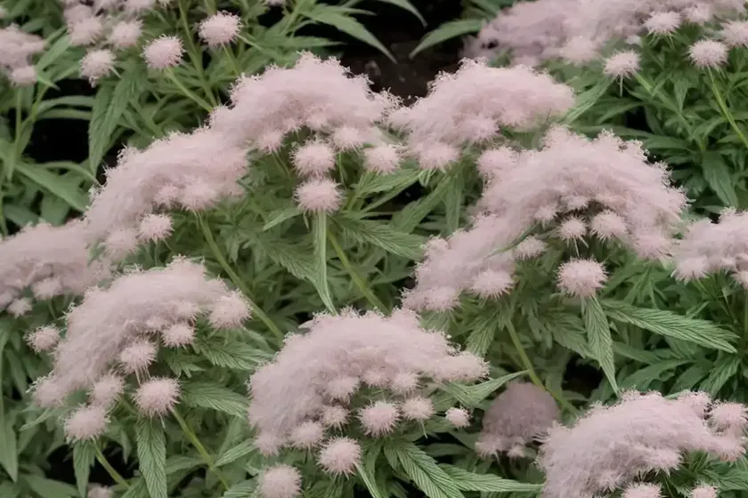 Sneeze weed (eupatorium capillifolium ‘elegant feather’) — photo 2