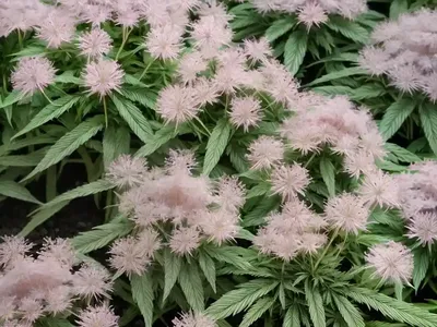 Sneeze Weed (Eupatorium Capillifolium ‘Elegant Feather’)