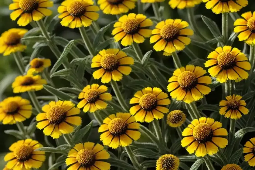 Sneezeweed (Helenium ‘Goldlackzwerg’ GILDED DWARF)
